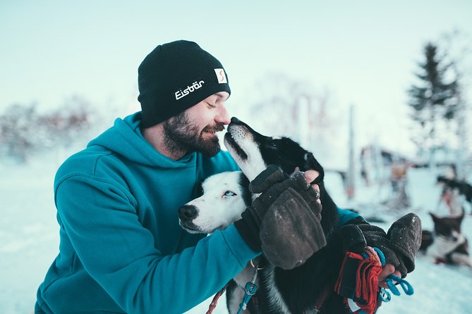 Tromso Husky Self-Drive Sledding with Cake and Drink in Lavvu - Cake, hot drinks, and the lavvu