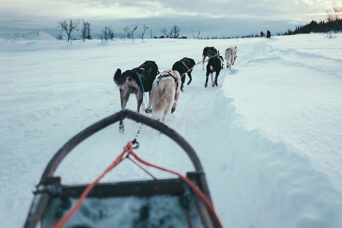 Tromso Husky Self-Drive Sledding with Cake and Drink in Lavvu - The 35-minute ride from central Tromsø