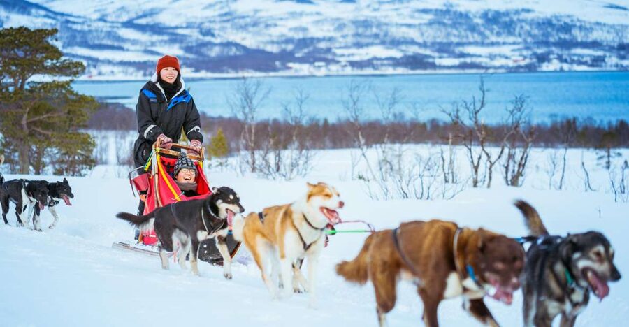 Tromsø: Husky Sled Self-Drive with Traditional Lunch - Meeting the dogs before the trail