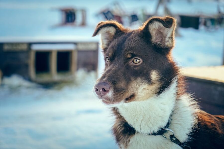 Tromsø: Husky Sled Self-Drive with Traditional Lunch - Getting dressed and learning the commands