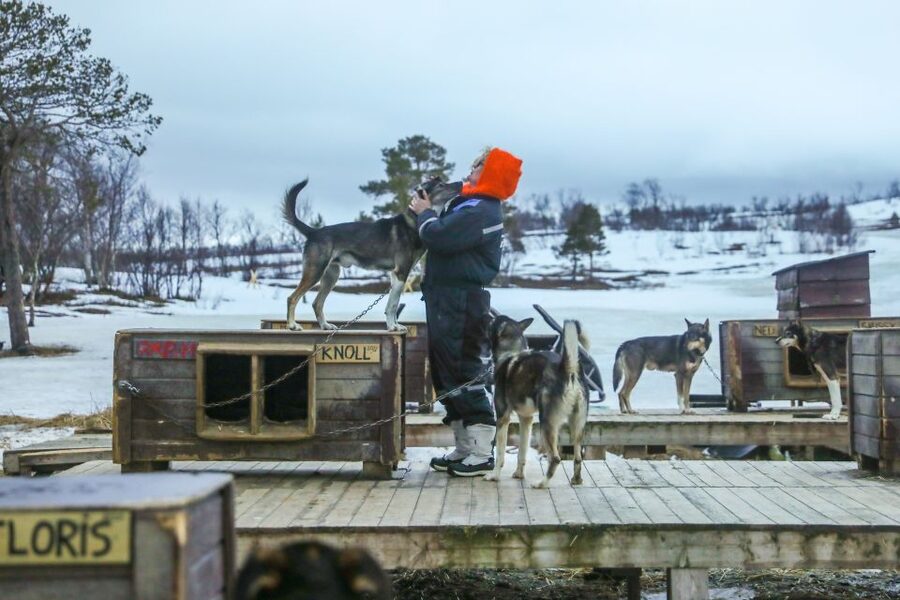 Tromsø: Husky Sled Self-Drive with Traditional Lunch - Forty-five minutes on a shared sled