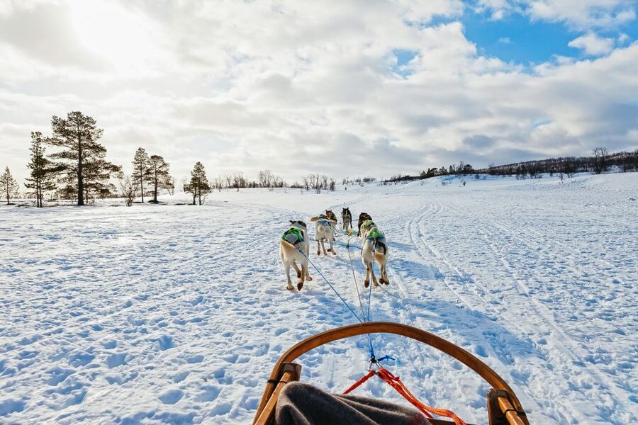 Tromsø: Husky Sled Self-Drive with Traditional Lunch - Is $282 a fair price?