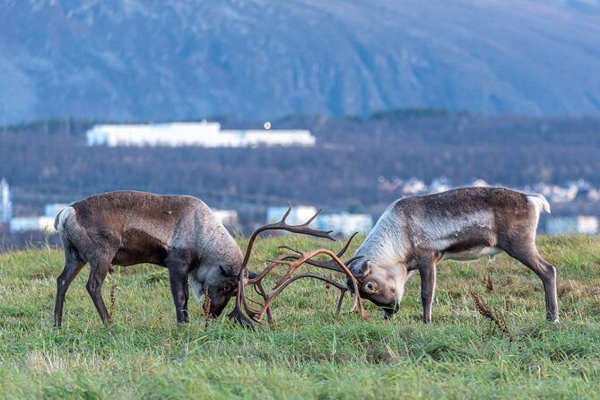 Tromsø: Kvaløya & Sommarøy Guided Fjord Tour with Lunch - What the Guides Add to the Day