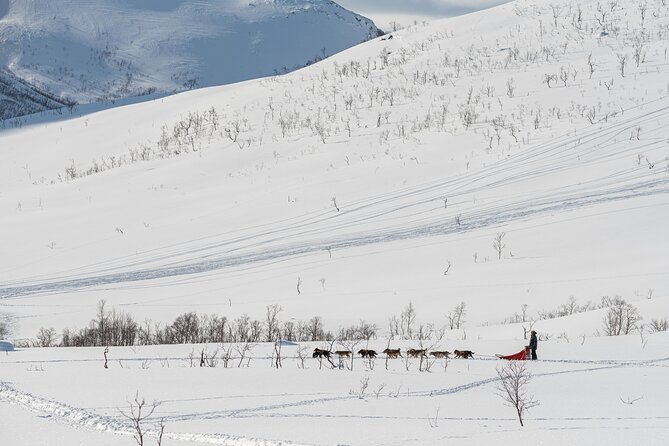 Tromsø: Kvaløya & Sommarøy Guided Fjord Tour with Lunch - Practical Details Before You Reserve