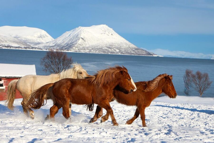 Tromsø: Lyngen Horse Stud Farm Visit - Meeting the Lyngshorse in Krokelvdalen