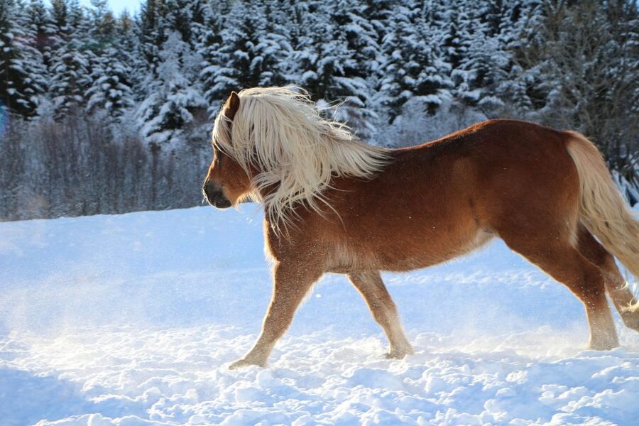 Tromsø: Lyngen Horse Stud Farm Visit - Why the Lyngshorse matters in Northern Norway