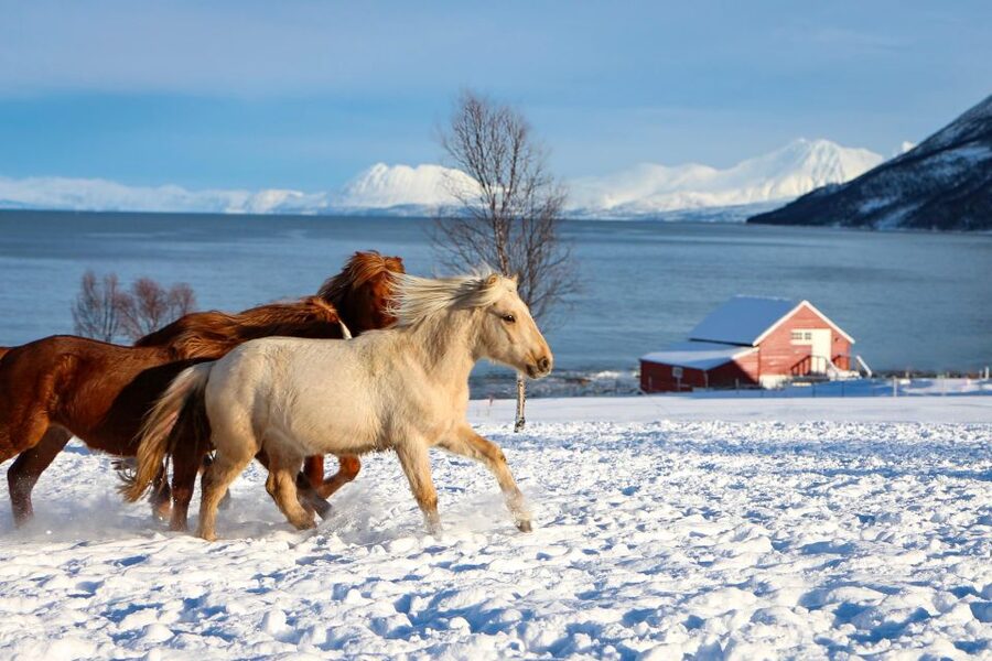 Tromsø: Lyngen Horse Stud Farm Visit - From foals to stallions