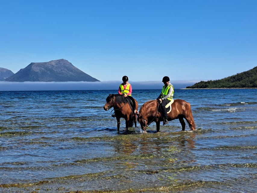 Tromsø: Lyngen Horse Summer Riding Experience - Key details at a glance