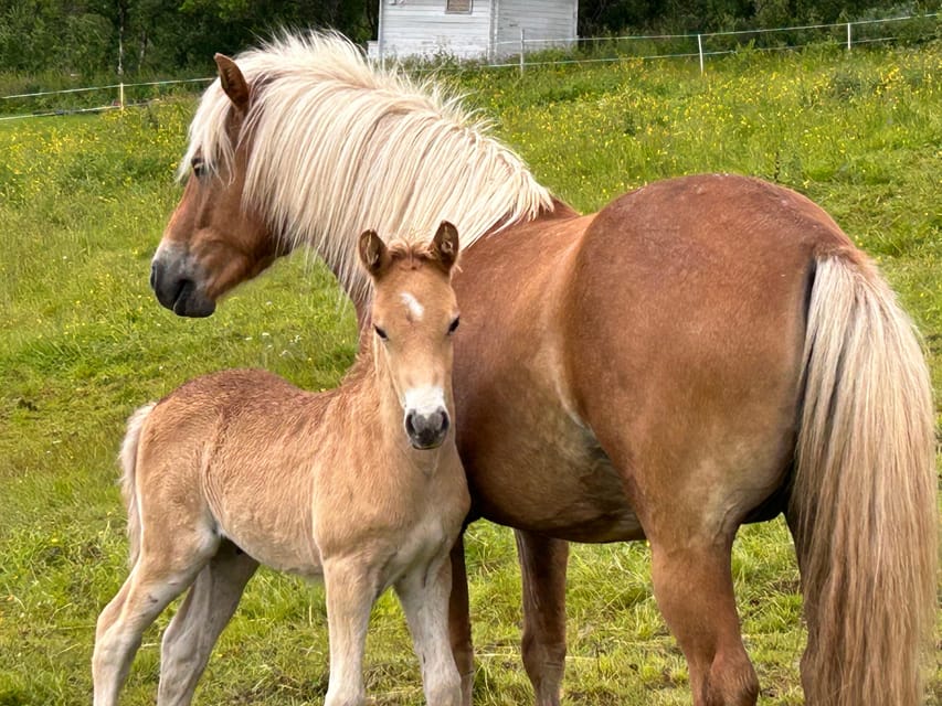 Tromsø: Lyngen Horse Summer Riding Experience - Why the Lyngen horse matters in Tromsø