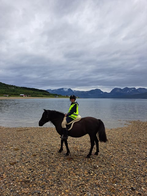 Tromsø: Lyngen Horse Summer Riding Experience - Meeting the herd before you ride