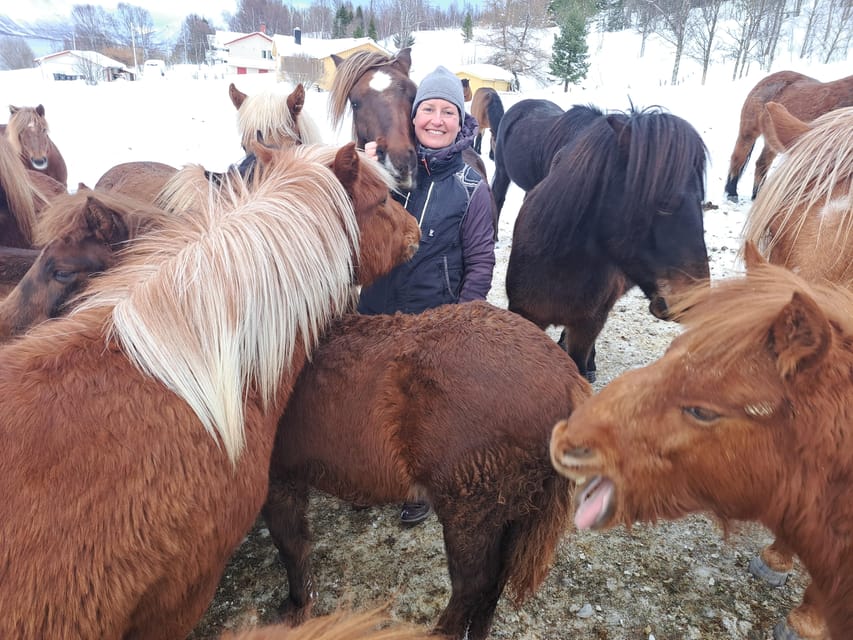 Tromsø: Lyngen Horse Winter Riding Experience - Why the Lyngen horse matters here