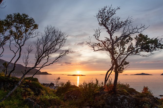 Tromsø: Midnight Sun with Campfire with Wandering Owl - Is $150.07 a fair price?