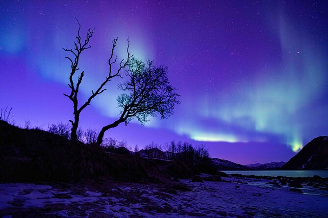 Tromsø Northern Lights with Campfire and Professional Photos - Reindeer sausages, vegan food, and a possible campfire