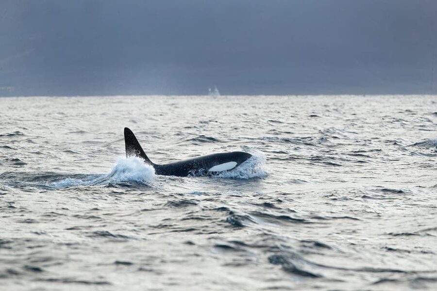 Tromsø: Orca and Whale Watching comfort heated boat Trip - Key points at a glance