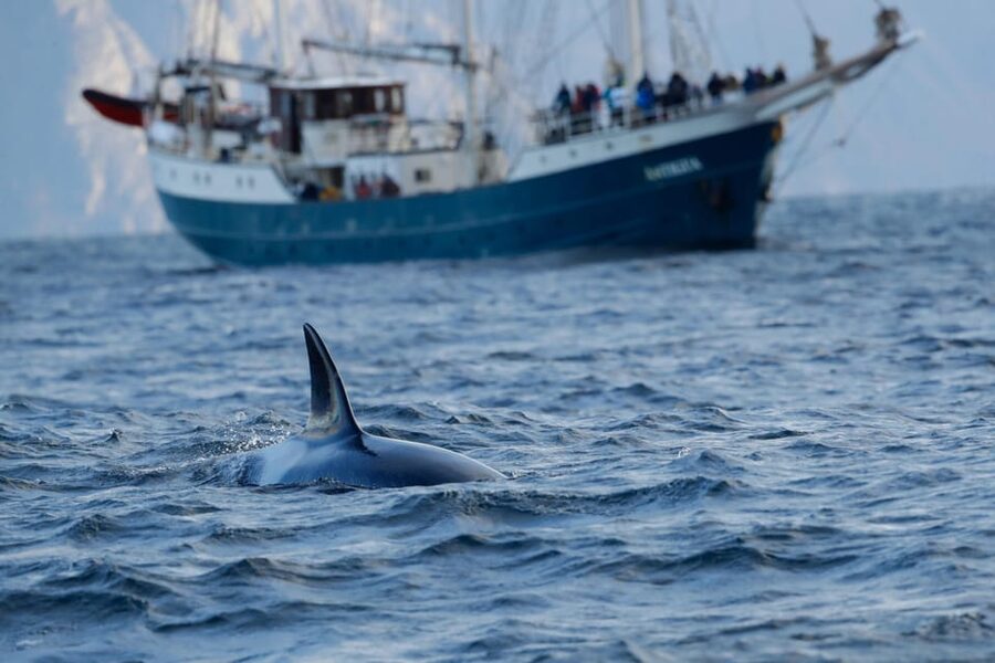 Tromsø: Orca and Whale Watching comfort heated boat Trip - Three hours on a heated whale-watching boat