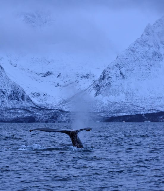 Tromsø: Orca and Whale Watching comfort heated boat Trip - Photography help that is more useful than a quick snapshot