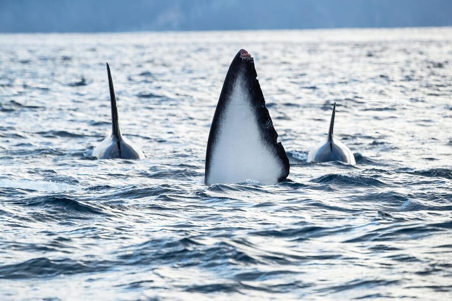 Tromsø: Orca and Whale Watching comfort heated boat Trip - What makes the small group worthwhile