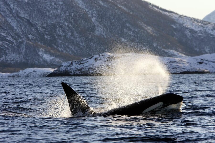 Tromsø: Orca and Whale Watching comfort heated boat Trip - Who should book this Arctic day trip?