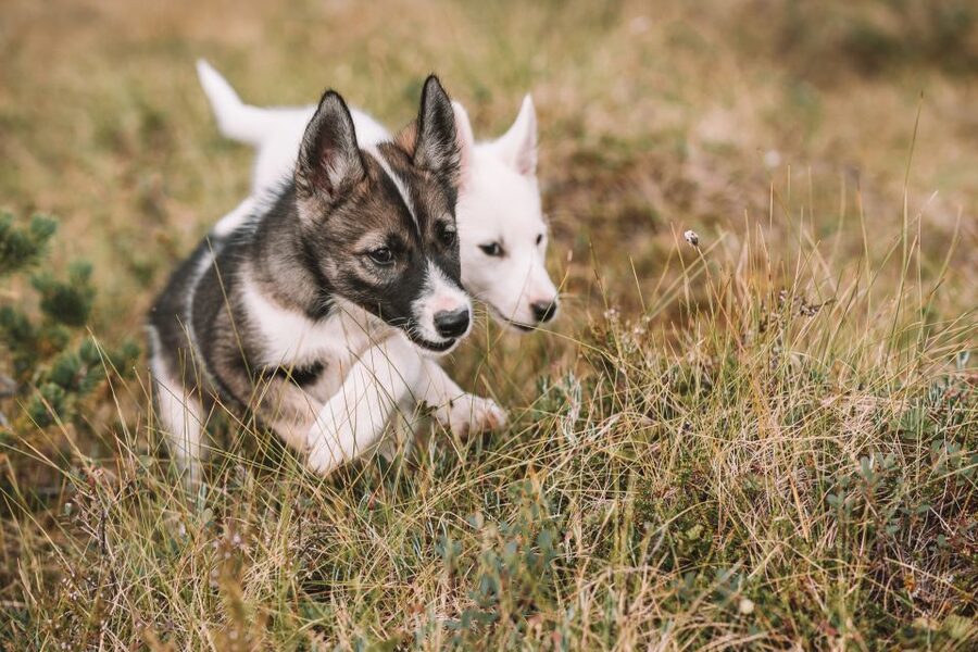 Tromsø: Puppy Training at the Husky Kennel with Lunch - Why puppy training is more interesting than a quick husky photo stop