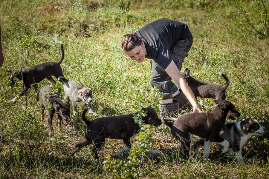 Tromsø: Puppy Training at the Husky Kennel with Lunch - Walking with young huskies in Norwegian nature