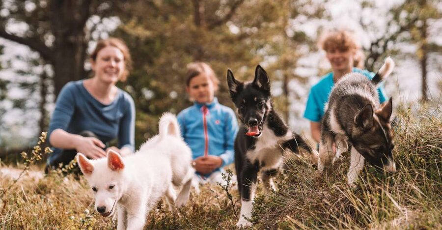 Tromsø: Puppy Training at the Husky Kennel with Lunch - What to wear and what to bring