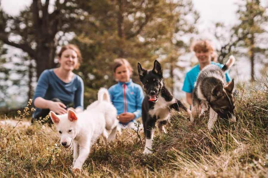 Tromsø: Puppy Training at the Husky Kennel with Lunch - Booking details worth knowing