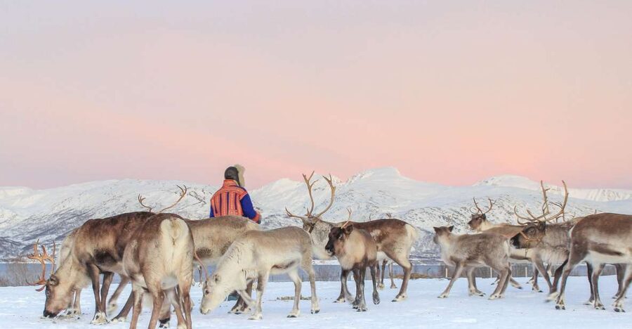Tromsø: Reindeer Camp and Sami Cultural Tour with Lunch - Key points to know before booking