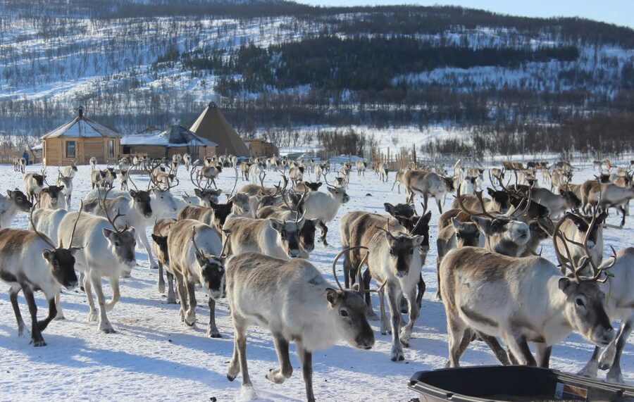 Tromsø: Reindeer Camp and Sami Cultural Tour with Lunch - Hot drinks and lunch inside the lavvu