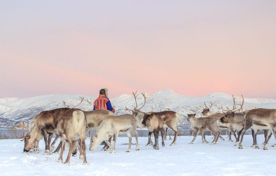 Tromsø: Reindeer Camp and Sami Cultural Tour with Lunch - Learning from Sami hosts
