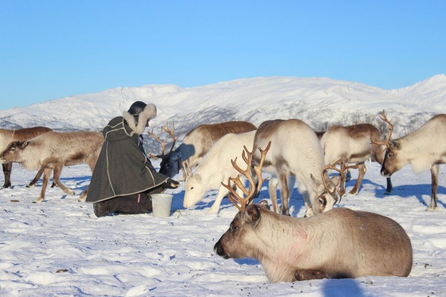 Tromsø: Reindeer Camp and Sami Cultural Tour with Lunch - Walking into the feeding area