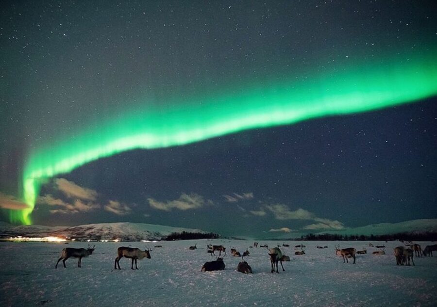 Tromsø: Reindeer Camp Dinner with Chance of Northern Lights - Key points to know before you book