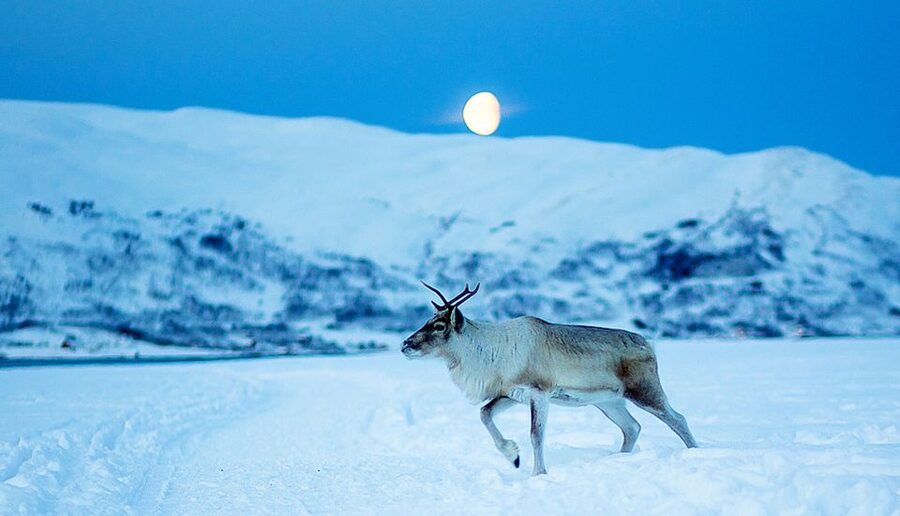 Tromsø: Reindeer Camp Dinner with Chance of Northern Lights - Warming up in the lavvu