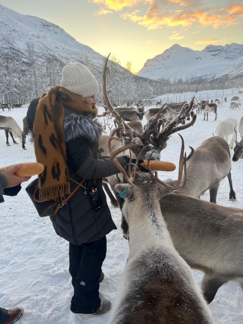 Tromsø: Reindeer Experience at a Sami Camp - Lasso Throwing on Mounted Antlers