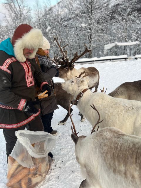 Tromsø: Reindeer Experience at a Sami Camp - How Much Time Do You Really Get?