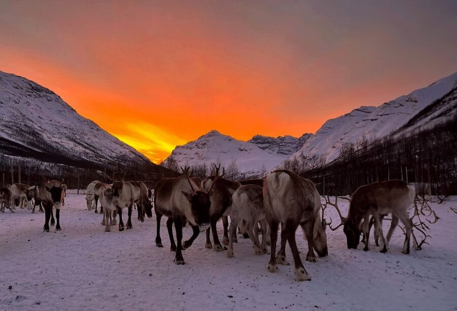 Tromsø: Reindeer Experience at a Sami Camp - Who Will Enjoy This Most?