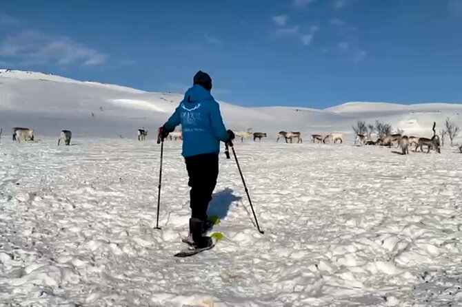Tromso: Reindeer Feeding and Snowshoeing Tour with Lunch - Is $152.16 a fair price?