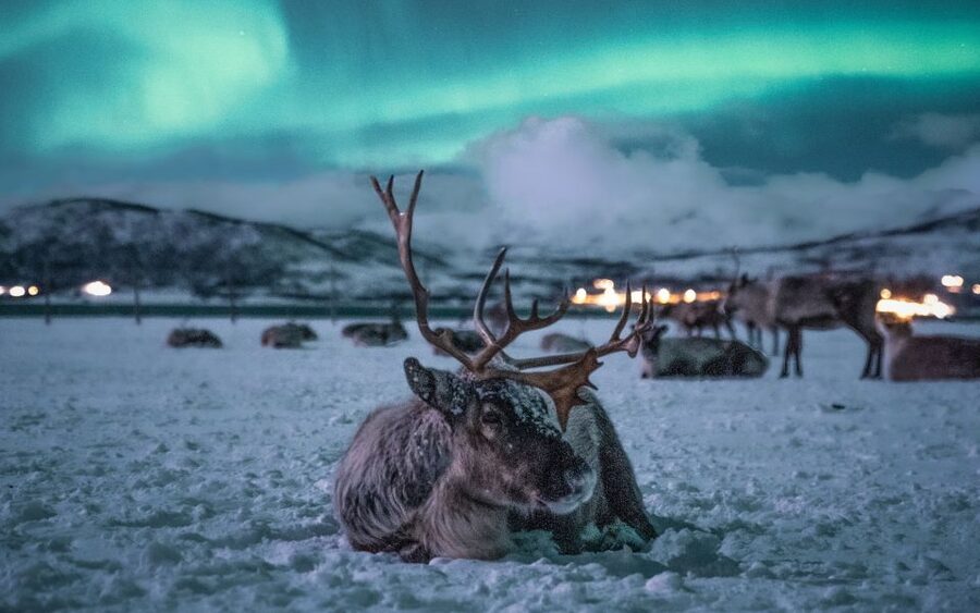 Tromsø: Reindeer Sled, Dinner, and Chance of Northern Lights - Key points to know before you book