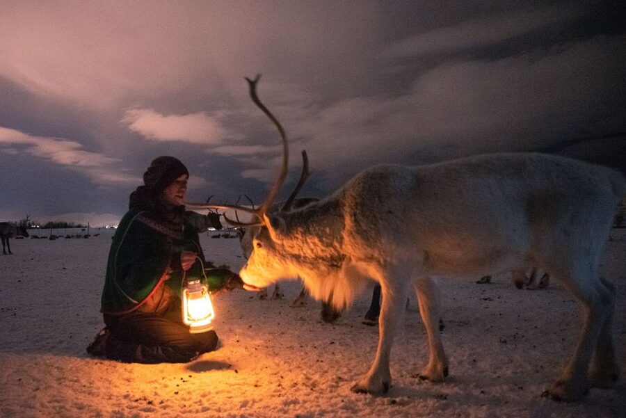 Tromsø: Reindeer Sled, Dinner, and Chance of Northern Lights - Feeding reindeer in the Arctic dark