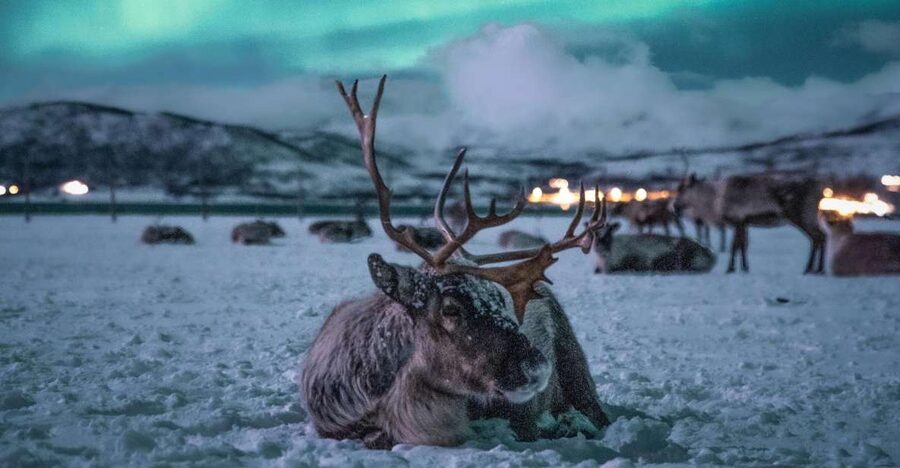Tromsø: Reindeer Sled, Dinner, and Chance of Northern Lights - Inside the gamme: hot drinks and a three-course meal