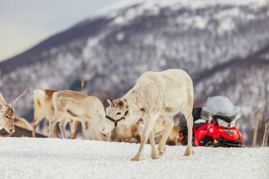 Tromsø: Reindeer Sledding & Feeding with a Sami Guide - Key points at a glance