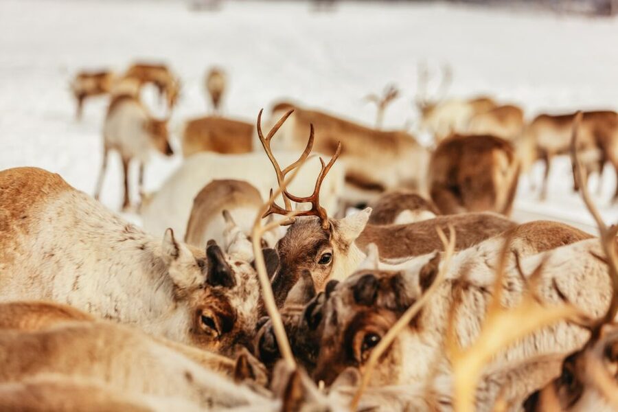 Tromsø: Reindeer Sledding & Feeding with a Sami Guide - From Tromsø harbor to the reindeer camp