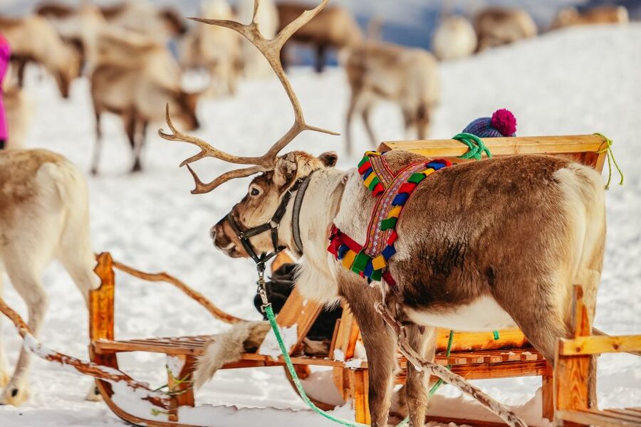 Tromsø: Reindeer Sledding & Feeding with a Sami Guide - The sled ride through the snow