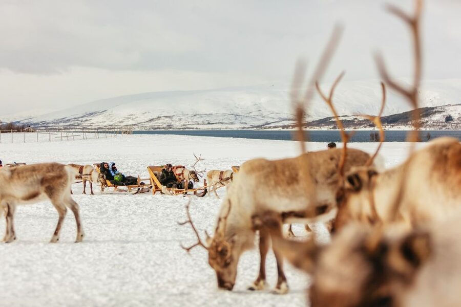 Tromsø: Reindeer Sledding & Feeding with a Sami Guide - Warm up inside the lavuu