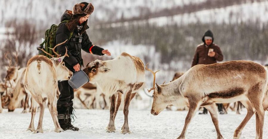 Tromsø: Reindeer Sledding & Feeding with a Sami Guide - Stories, family traditions, and joik by the fire