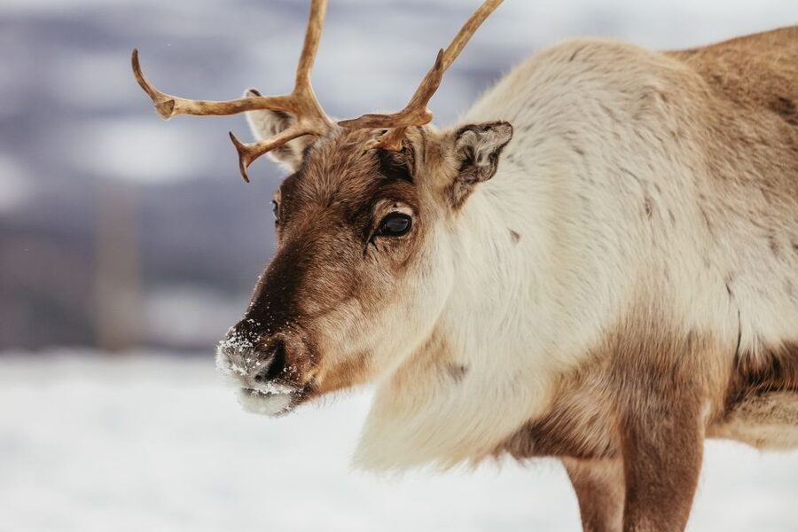 Tromsø: Reindeer Sledding & Feeding with a Sami Guide - How much does the four-hour tour offer for $198?