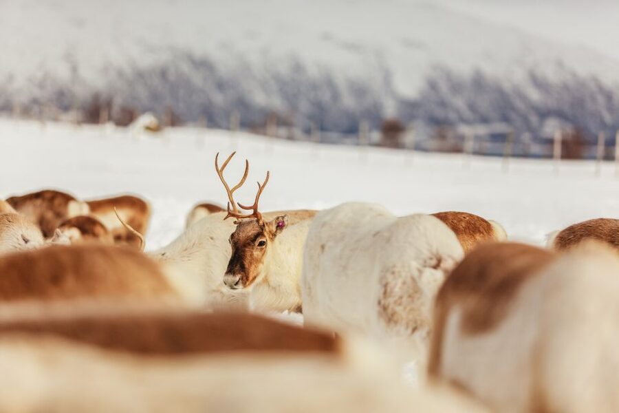 Tromsø: Reindeer Sledding & Feeding with a Sami Guide - Who will enjoy this Tromsø outing?