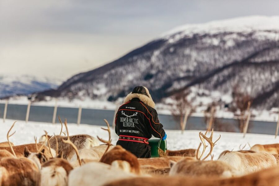 Tromsø: Reindeer Sledding & Feeding with a Sami Guide - Practical advice before you go