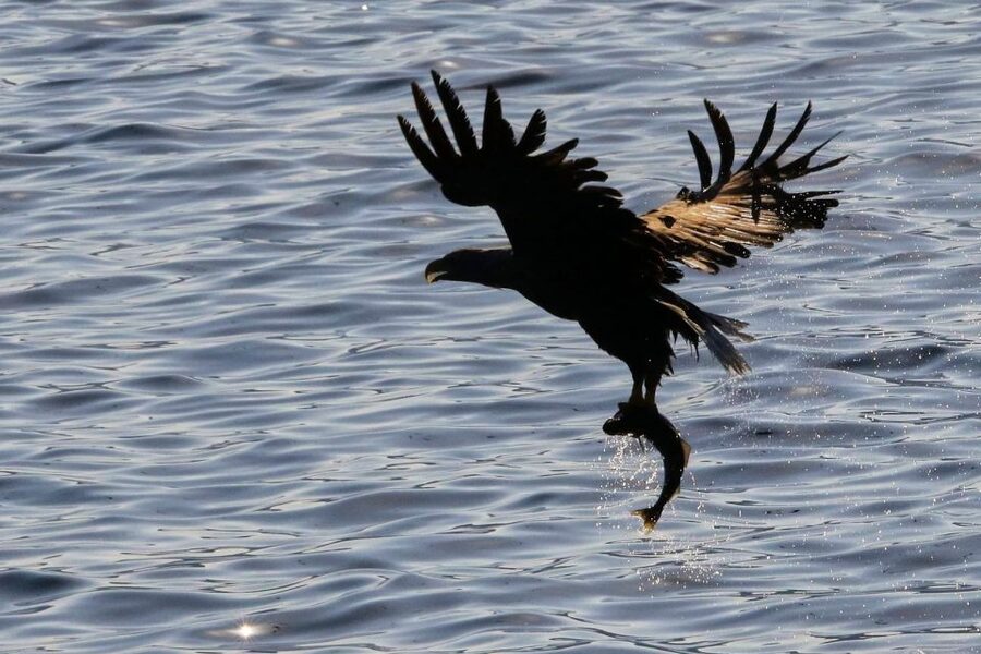 Tromsø’s Top-Rated Fjord & Fishing Cruise – All-Inclusive - Ryøya and the search for white-tailed eagles