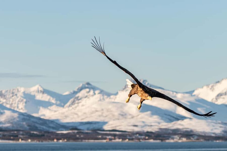Tromsø’s Top-Rated Fjord & Fishing Cruise – All-Inclusive - Fishing in Ramfjorden