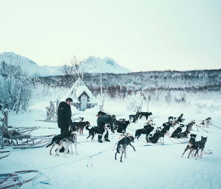 Tromsø: Self-Drive Husky Dog Sledding Adventure - Key points to know before booking